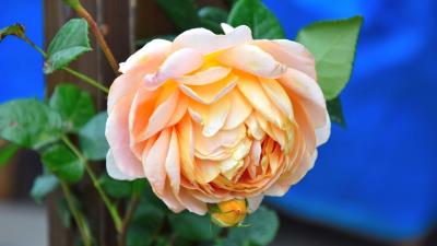 Rose flower bud petals picture 4k wallpaper