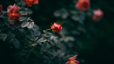 Rose flower bush buds 4k wallpaper
