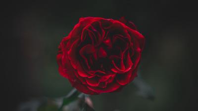 Rose flower dark 4k wallpaper