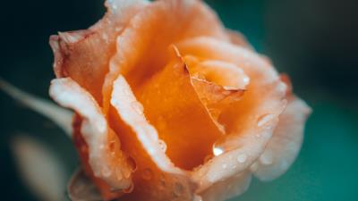 Rose flower drops image 4k wallpaper