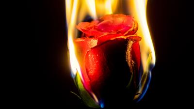 Rose flower flame 4k wallpaper