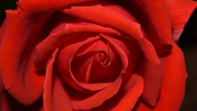 Rose flower petals close up 4k wallpaper