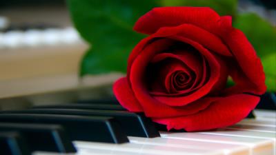 Rose flower piano 4k wallpaper