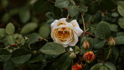 Rose flower plant 4k wallpaper