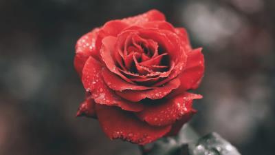 Rose flower red image 4k wallpaper