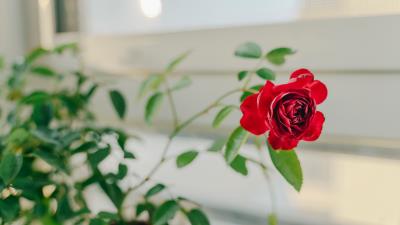 Rose flower red 4k wallpaper