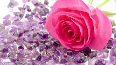 Rose flower stone close u 4k wallpaper