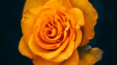 Rose flower yellow image 4k wallpaper