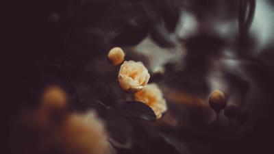 Rose flower yellow 4k wallpaper