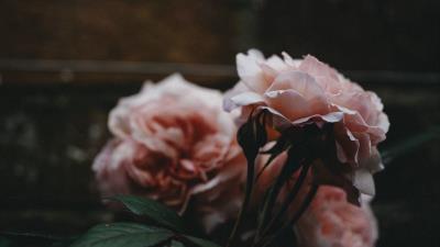 Rose flowers bushes 4k wallpaper
