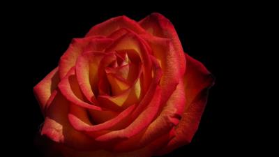Rose flowers petals image 4k wallpaper
