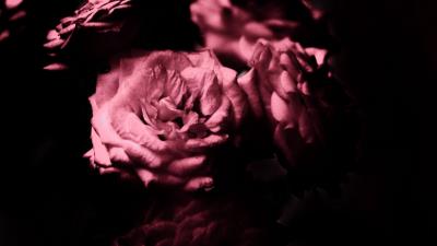 Rose flowers petals 4k wallpaper