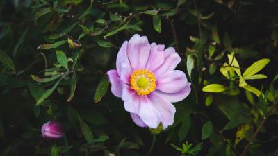 Rose garden flower garden 4k wallpaper