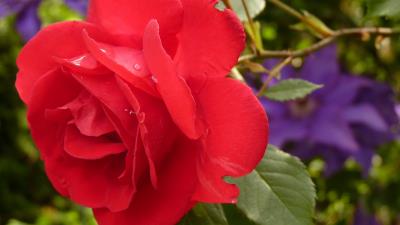 Rose petals bud drops 4k wallpaper