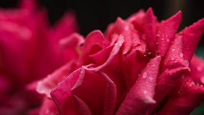 Rose petals drops image 4k wallpaper