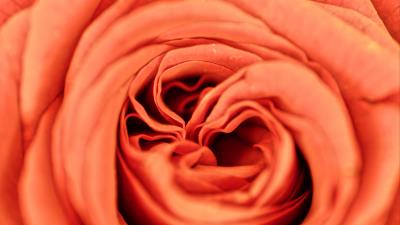 Rose petals flower 4k wallpaper
