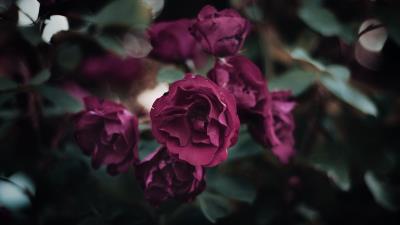 Rose petals flowerbed 4k wallpaper