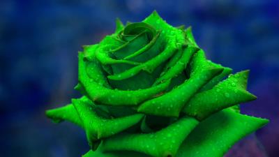 Rose petals green 4k wallpaper
