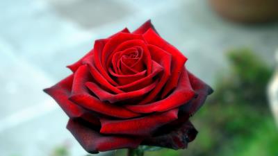 Rose petals red 4k wallpaper