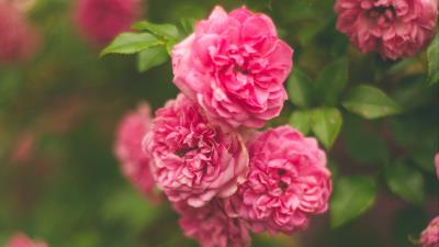 Rose pink flower bush 4k wallpaper