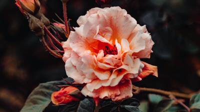 Rose pink flower 4k wallpaper