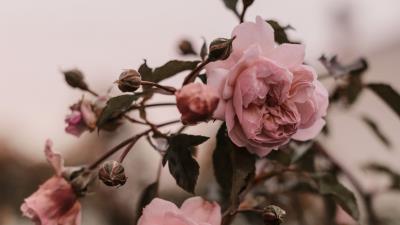 Rose pink flowers 4k wallpaper