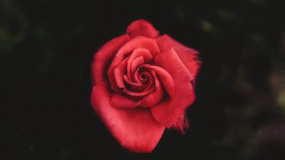 Rose red bud petals 4k wallpaper