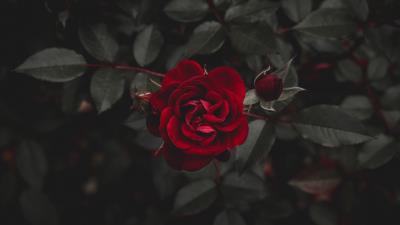 Rose red flower bud 4k wallpaper