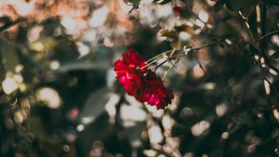 Rose red flower 4k wallpaper