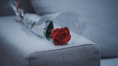 Rose sofa furniture 4k wallpaper