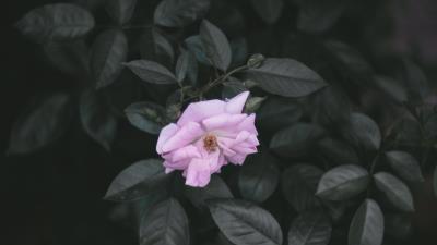 Rose wild rose branches 4k wallpaper