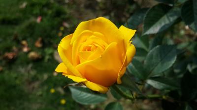 Rose yellow flower bush bud 4k wallpaper