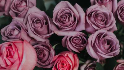 Roses bouquet buds 4k wallpaper