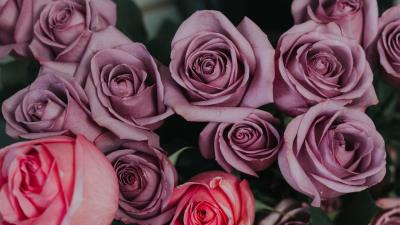 Roses bouquet petals buds 4k wallpaper