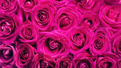 Roses bouquet pink image 4k wallpaper