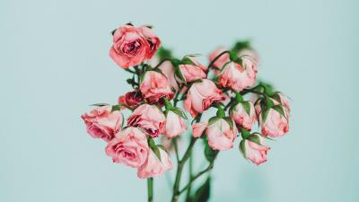 Roses bouquet pink 4k wallpaper