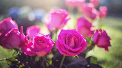 Roses buds light pink 4k wallpaper
