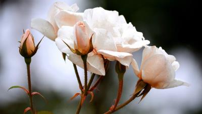 Roses buds twig white 4k wallpaper