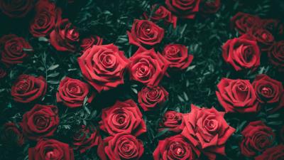 Roses bushes red buds 4k wallpaper