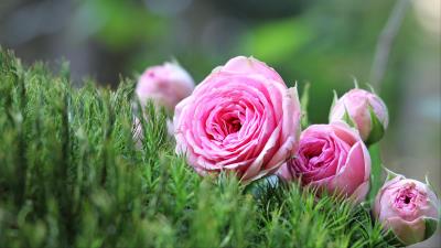 Roses flowers buds bouquet 4k wallpaper