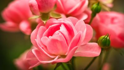 Roses flowers buds pink 4k wallpaper