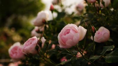Roses flowers bushes garden herbs buds leave 4k wallpaper