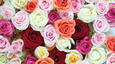 Roses flowers colorful 4k wallpaper