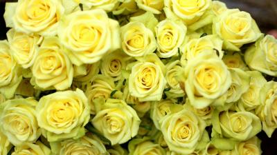 Roses flowers flower yellow drop we 4k wallpaper