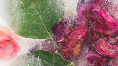 Roses flowers ice 4k wallpaper