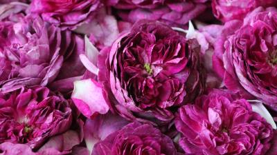 Roses flowers pink image 4k wallpaper