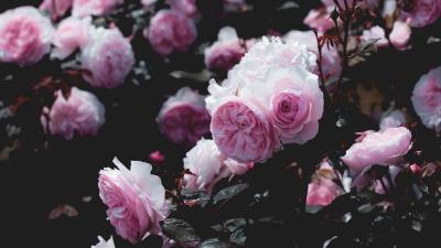 Roses flowers pink 4k wallpaper