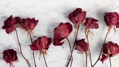 Roses flowers red 4k wallpaper