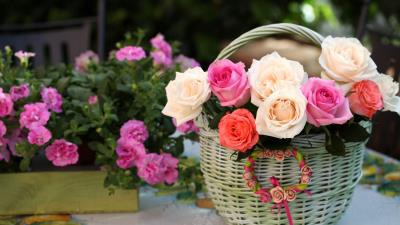 Roses flowers shopping song beautifull 4k wallpaper