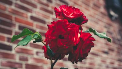 Roses garden bush 4k wallpaper